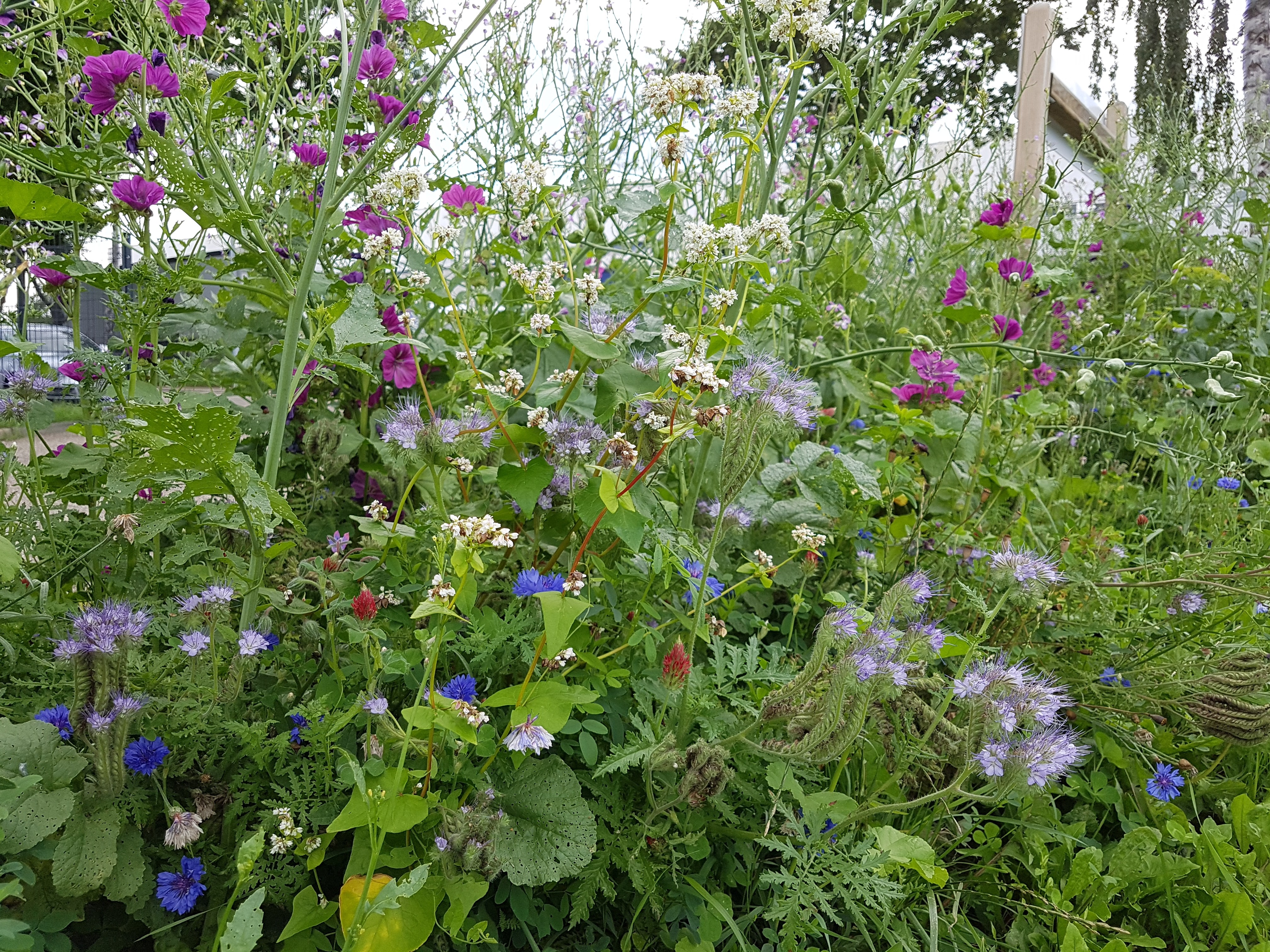 MÉLANGES MELLIFÈRES